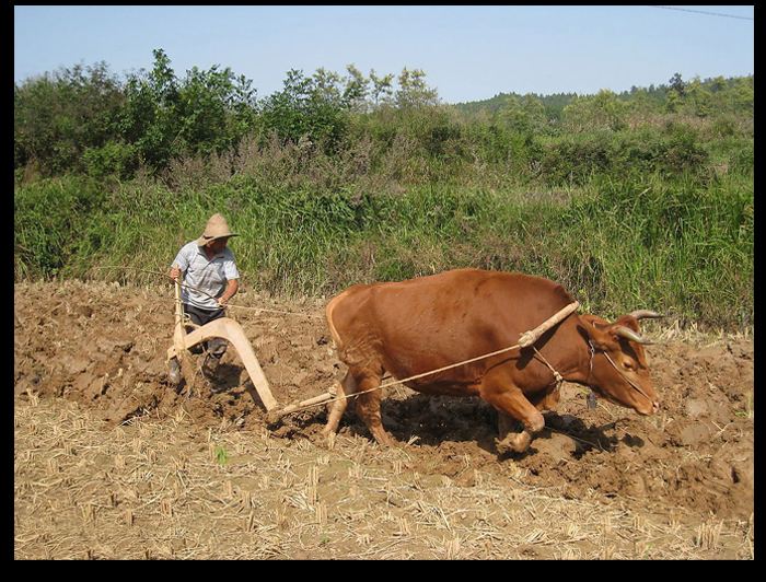 銀川伊百盛生物工程有限公司 銀川伊百盛生物工程有限公司